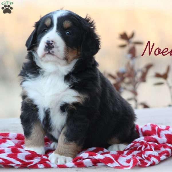 Noella, Bernese Mountain Dog Puppy
